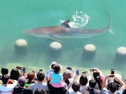 Hiu 3,5 Meter Nyasar ke Kanal Kota, Malah Jadi Influencer