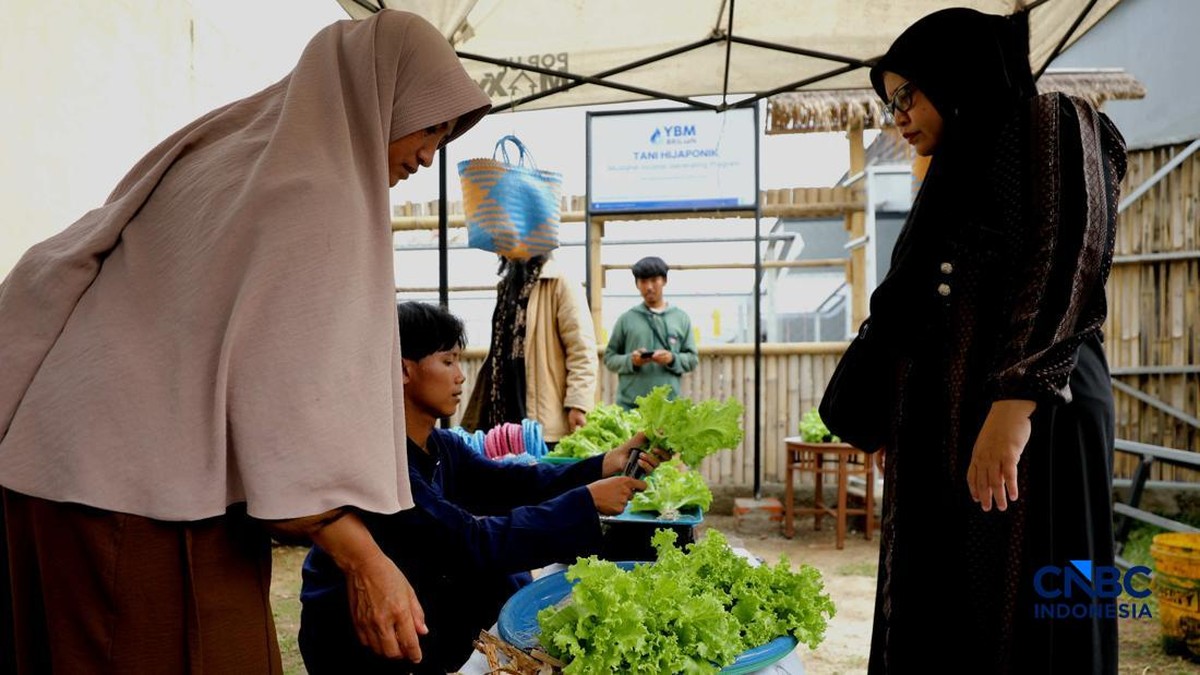 Hidroponik di Lahan Sempit: PeluangUrbanisasi atau Sekadar Gaya Hidup?