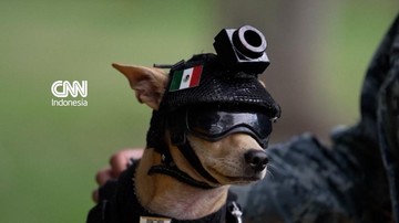 Gagah Berompi Taktis, Chihuahua Jadi Anggota Garda Nasional Meksiko