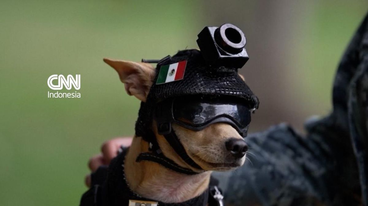 Garda Nasional Meksiko Rekrut Anjing Chihuahua Jadi 'Anggota'