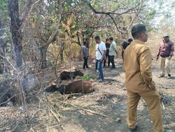 Pemkab Flores Timur Datangkan 200 Sapi dari Kupang, 40 Mati-7 Hilang