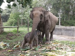 Bayi Gajah dari Induk Mama Lisa di TNTN Diberi Nama Ganesha, Ini Artinya