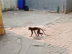 Monyet Ekor Panjang Bikin Resah, Bocah di Serpong Terluka Dicakar