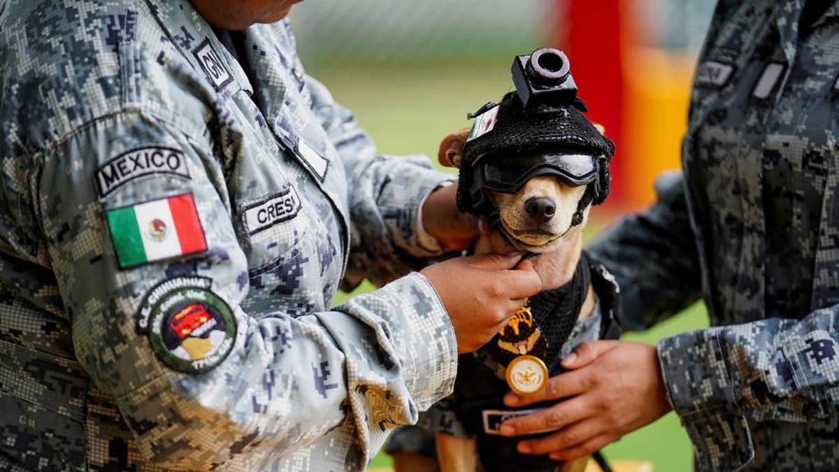 Anjing Mungil Resmi Gabung Tentara Nasional, Pakai Pakaian Lengkap