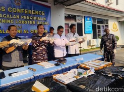 Lanal Cirebon Gagalkan Penyelundupan 75 Ribu Benih Lobster