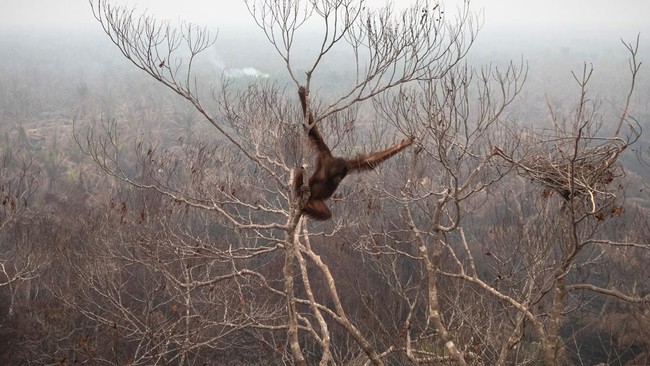 A drone view of an orangutan hanging on a tree inside a High Conservation Value (HCV) concession area of a palm-oil plantation affected by wildfires, before being rescued in Laman Satong village, Ketapang regency, West Kalimantan province, Indonesia,