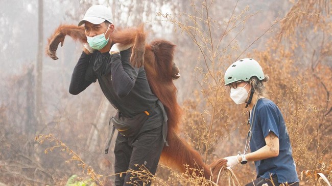 A rescuer and a veterinarian with wildlife foundation Yayasan Inisiasi Alam Rehabilitasi Indonesia (YIARI) carry an orangutan after being rescued by, at a High Conservation Value (HCV) concession area of a palm-oil plantation that affected by wildfir
