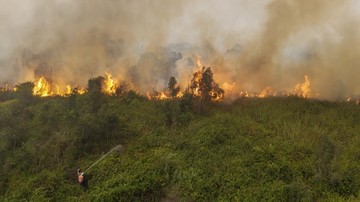 Kementerian Kehutanan Bekukan Izin 6 Perusahaan Pemicu Karhutla di Kalimantan Tengah