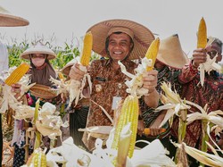 Produksi Jagung Jateng Tembus 2,68 Juta Ton, Jadi Lumbung Pangan Nasional