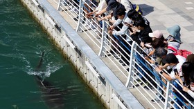 People watch a shark nicknamed "Bukangi" swimming in a canal at the North Port in Busan, South Korea, October 2, 2026. REUTERS/Kim Soo-hyeon     TPX IMAGES OF THE DAY