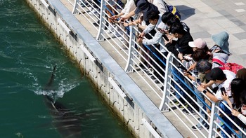 People watch a shark nicknamed "Bukangi" swimming in a canal at the North Port in Busan, South Korea, October 2, 2026. REUTERS/Kim Soo-hyeon     TPX IMAGES OF THE DAY