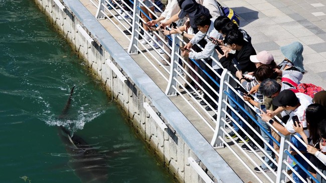 People watch a shark nicknamed