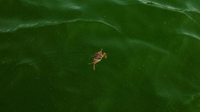 Fenomena Ledakan Plankton Menghijaukan Laut Thailand
