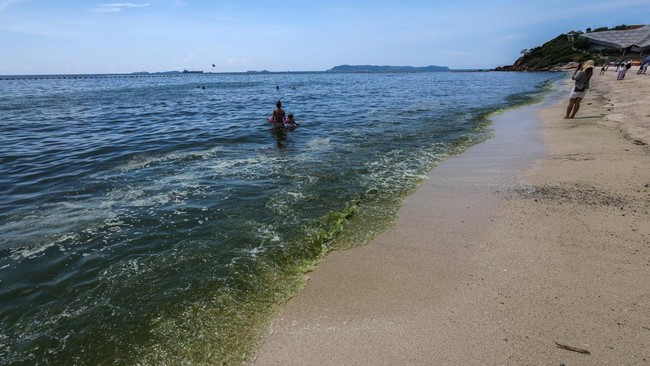 Fenomena Ledakan Plankton Menghijaukan Laut Thailand