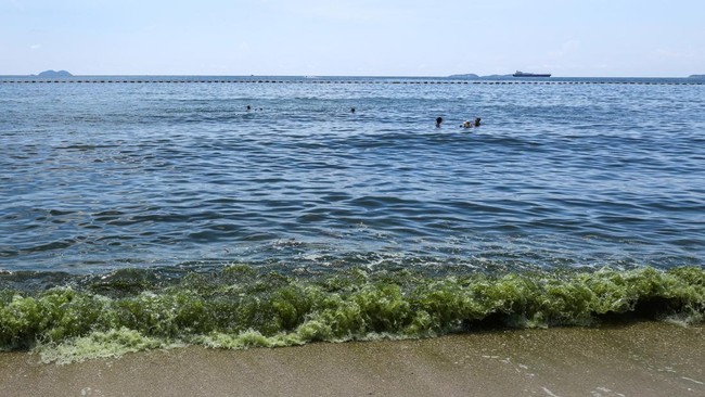 Fenomena Ledakan Plankton Menghijaukan Laut Thailand