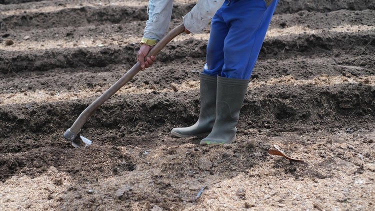 Close-up shot of unrecognizable Asian farmer plowing agriculture field with shovel&comma; preparing soil for seeding
