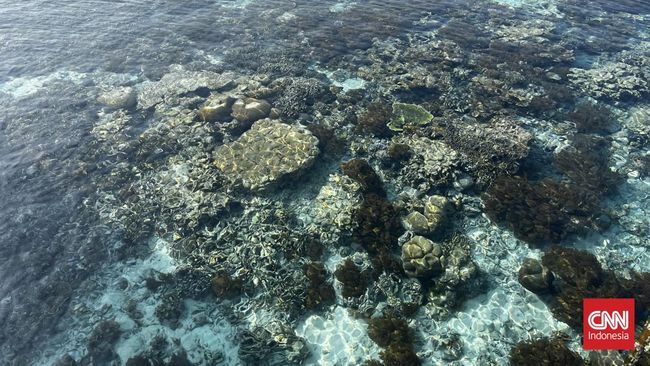 Kepulauan Fam, jadi salah satu pulau di gugusan Raja Ampat yang bisa jadi destinasi liburan untuk pecinta snorkeling hingga diving. CNNIndonesia/Tiara Sutari