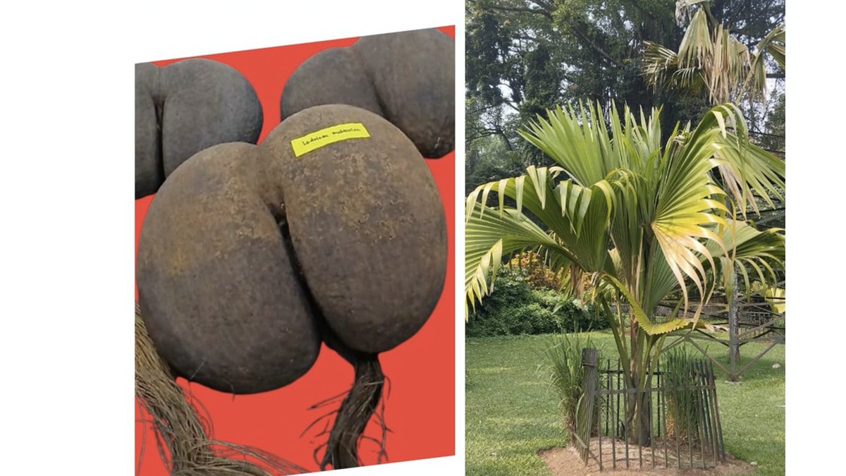 Kelapa Raksasa yang Bikin Dunia Penasaran, Kini Tumbuh di Bogor