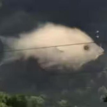 Tes Kepribadian: Gambar Ikan atau Awan yang Pertama Kamu Lihat? Ini Artinya tentang Sisi Tersembunyimu...