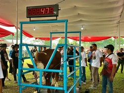 3 Bulan Merawat Wongso, Suparjo Boyong Sapinya ke Kontes di Bogor