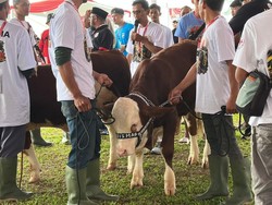 Kontes Sapi Piala Presiden 2026 di Bogor Momentum Majukan Peternak
