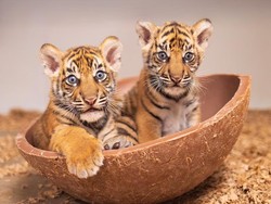 2 Anak Harimau Sumatera Lahir di Kebun Binatang AS, Namanya Barani dan Malu