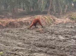 Orang Utan Dewasa Berkeliaran di Lahan Sisa Karhutla Kalimantan Tengah