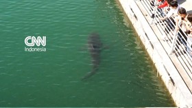 Seekor ikan hiu terdampar di sebuah kanal di Busan, Korea Selatan selama dua minggu pada Jumat (2/10).
