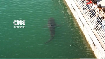 Penampakan Hiu Terdampar di Sebuah Kanal Busan, Korsel