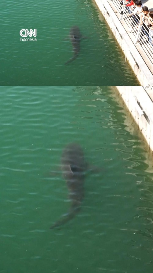 Seekor ikan hiu terdampar di sebuah kanal di Busan, Korea Selatan selama dua minggu pada Jumat (2/10).