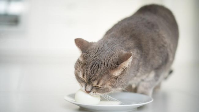 Banyak yang penasaran, apakah kucing boleh makan telur rebus? Ternyata bisa, tetapi dengan sejumlah aturan dan cara masak yang baik.