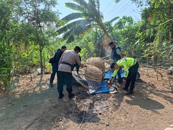 Polisi Ubrak-abrik Arena Judi Sabung Ayam di Bungurasih Sidoarjo
