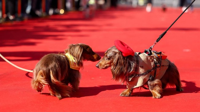 Dachshunds take part in the annual Paris Sausage Walk, also known as the march of the dachshunds, on the Champs-Elysees avenue. REUTERS/Abdul Saboor