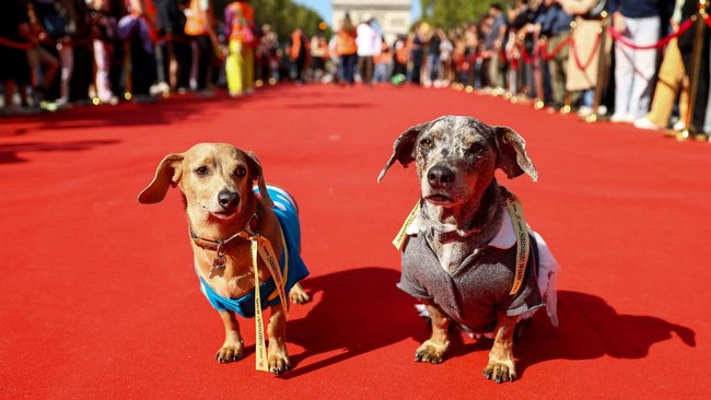 Dachshunds take part in the annual Paris Sausage Walk on the Champs-Elysees avenue in Paris, France, October 4, 2026. REUTERS/Abdul Saboor