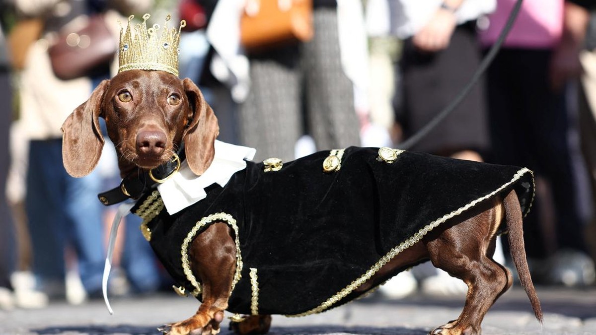 A dachshund takes part in the annual Paris Sausage Walk on the Champs-Elysees avenue in Paris, France, October 4, 2026. REUTERS/Abdul Saboor