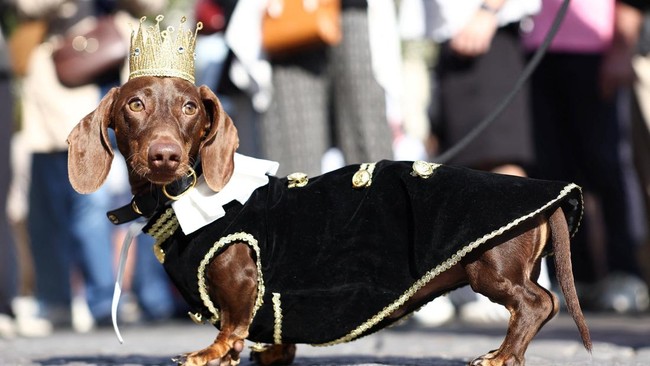 A dachshund takes part in the annual Paris Sausage Walk on the Champs-Elysees avenue in Paris, France, October 4, 2026. REUTERS/Abdul Saboor