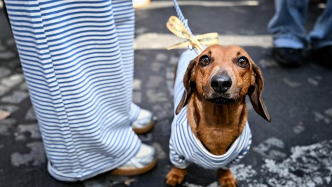 A woman leashes her dachshund wearing a striped garment like her, as they take part in the Paris Sausage Walk on the Champs-Elysees Avenue in Paris on October 4, 2026. (Photo by Lou BENOIST / AFP)