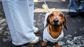 A woman leashes her dachshund wearing a striped garment like her, as they take part in the Paris Sausage Walk on the Champs-Elysees Avenue in Paris on October 4, 2026. (Photo by Lou BENOIST / AFP)