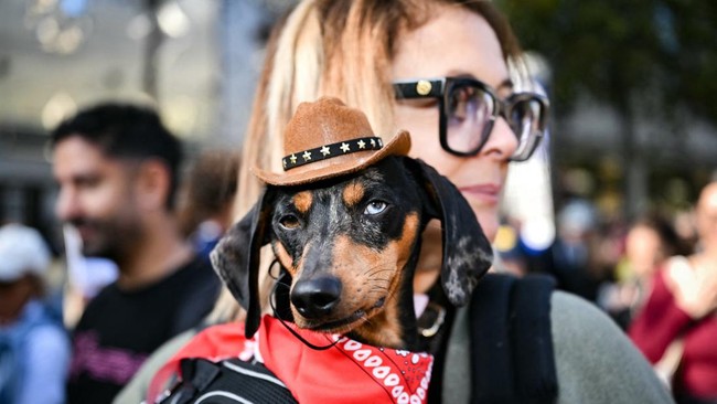 A woman carries her dachshund wearing a hat as they take part in the Paris Sausage Walk on October 4, 2026. (Photo by Lou BENOIST / AFP)