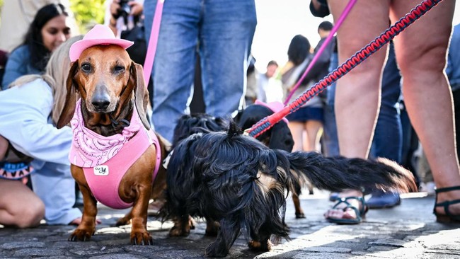 Participants leash their dachshund as they take part in the Paris Sausage Walk in Paris on October 4, 2026. (Photo by Lou BENOIST / AFP)