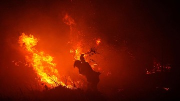Emiten Sawit (JAWA) Kena Sanksi Karhutla, Sebut Bisnis Masih Aman