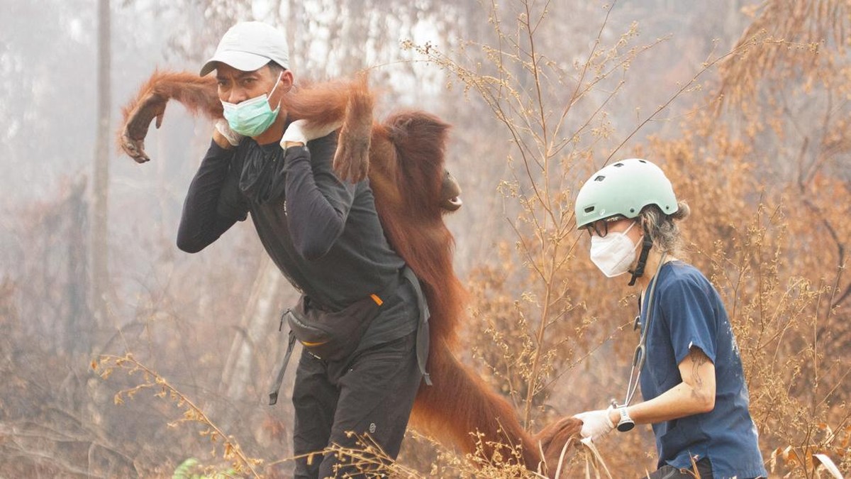 Pilu, Evakuasi Orang Hutan di Tengah Kebakaran Hutan Kalimantan