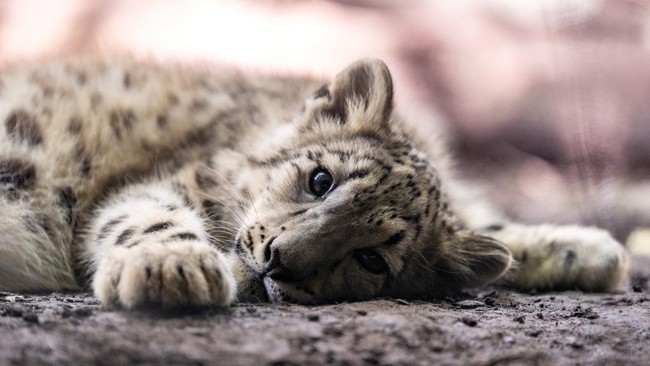 A four month old female snow leopard named Sarka in her habitat at The Bronx Zoo in New York City, US, October 5, 2026. REUTERS/David Dee Delgado