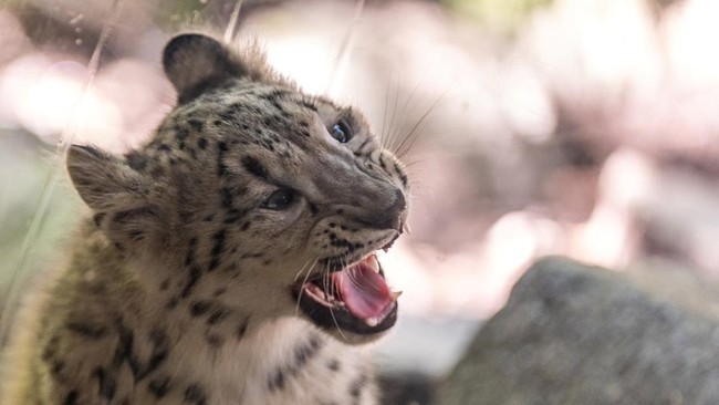 A four month old female snow leopard named Sarka in her habitat at The Bronx Zoo in New York City, US, October 5, 2026. REUTERS/David Dee Delgado