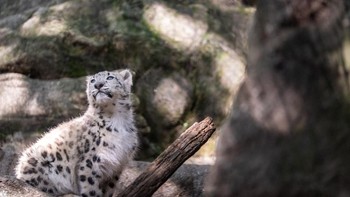 A four month old female snow leopard named Sarka in her habitat at The Bronx Zoo in New York City, US, October 5, 2026. REUTERS/David Dee Delgado