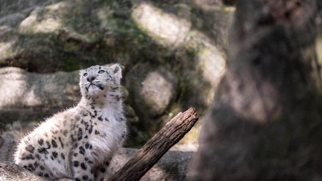 A four month old female snow leopard named Sarka in her habitat at The Bronx Zoo in New York City, US, October 5, 2026. REUTERS/David Dee Delgado