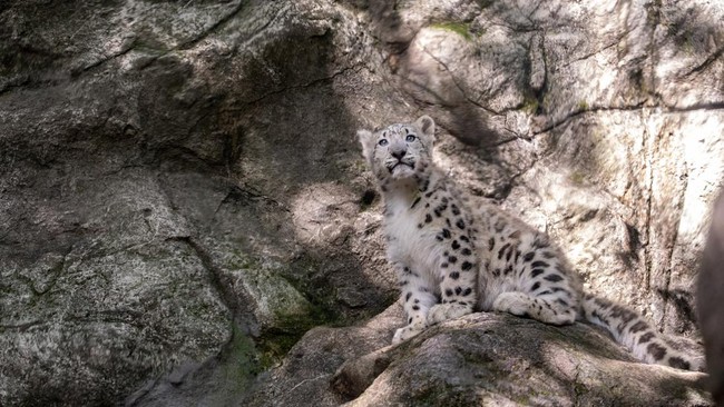 A four month old female snow leopard named Sarka in her habitat at The Bronx Zoo in New York City, US, October 5, 2026. REUTERS/David Dee Delgado