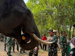 Gajah di Suaka Margasatwa Padang Sugihan Aman dari Karhutla