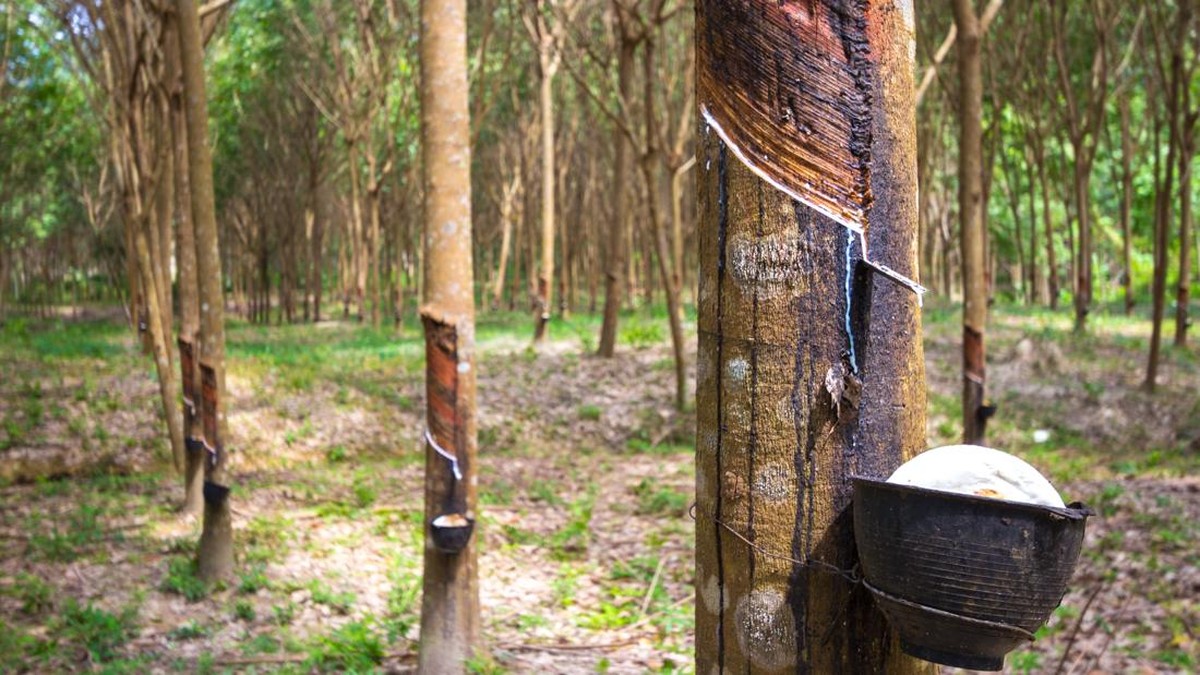 Tangis Petani Nyalakan Alarm Bahaya, 10 Tahun Lagi Karet RI Punah