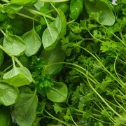 Menurut Penelitan, Ini Sayur yang Dinobatkan Paling Sehat